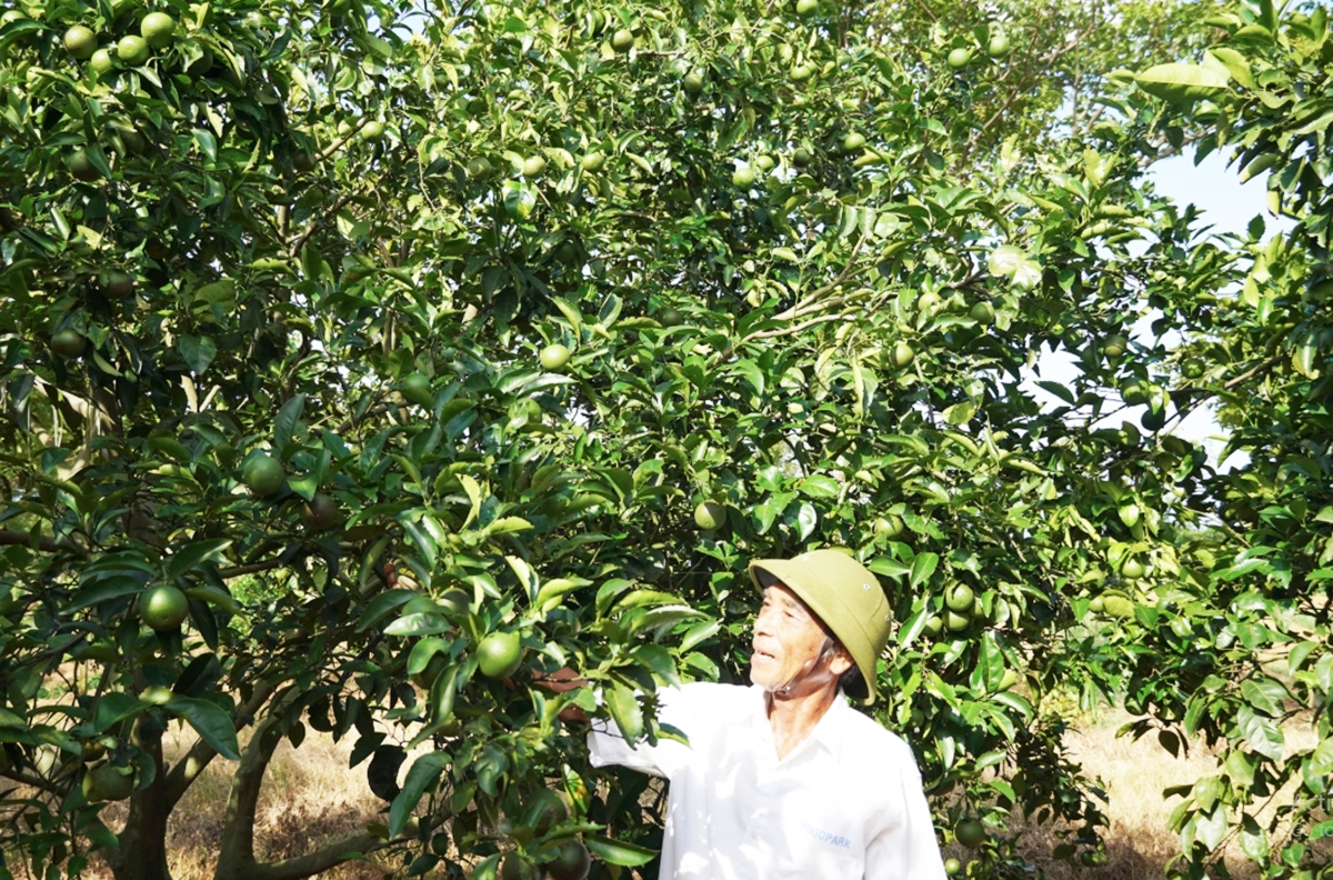 Nông nghiệp bền vững tiếp tục được xác định là động lực xây dựng nông thôn mới ở Quảng Trị.