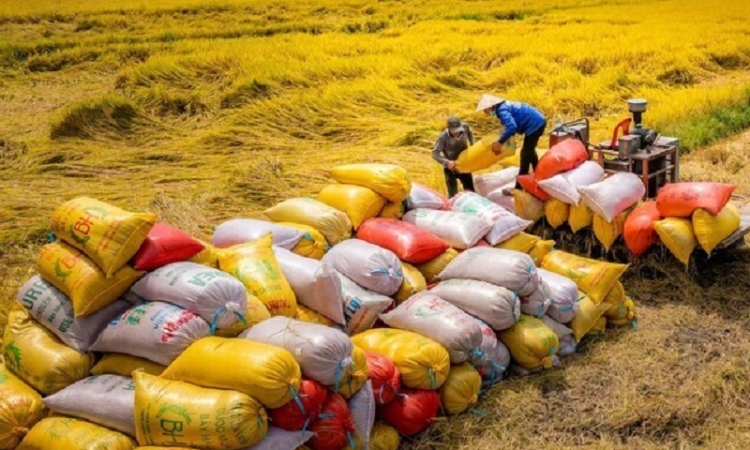 Giá gạo Việt vẫn giữ phong độ, doanh nghiệp lạc quan kế hoạch xuất khẩu