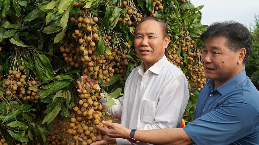 Giống nhãn Ánh vàng 205 đang được trồng ở một số HTX ở Sơn La.