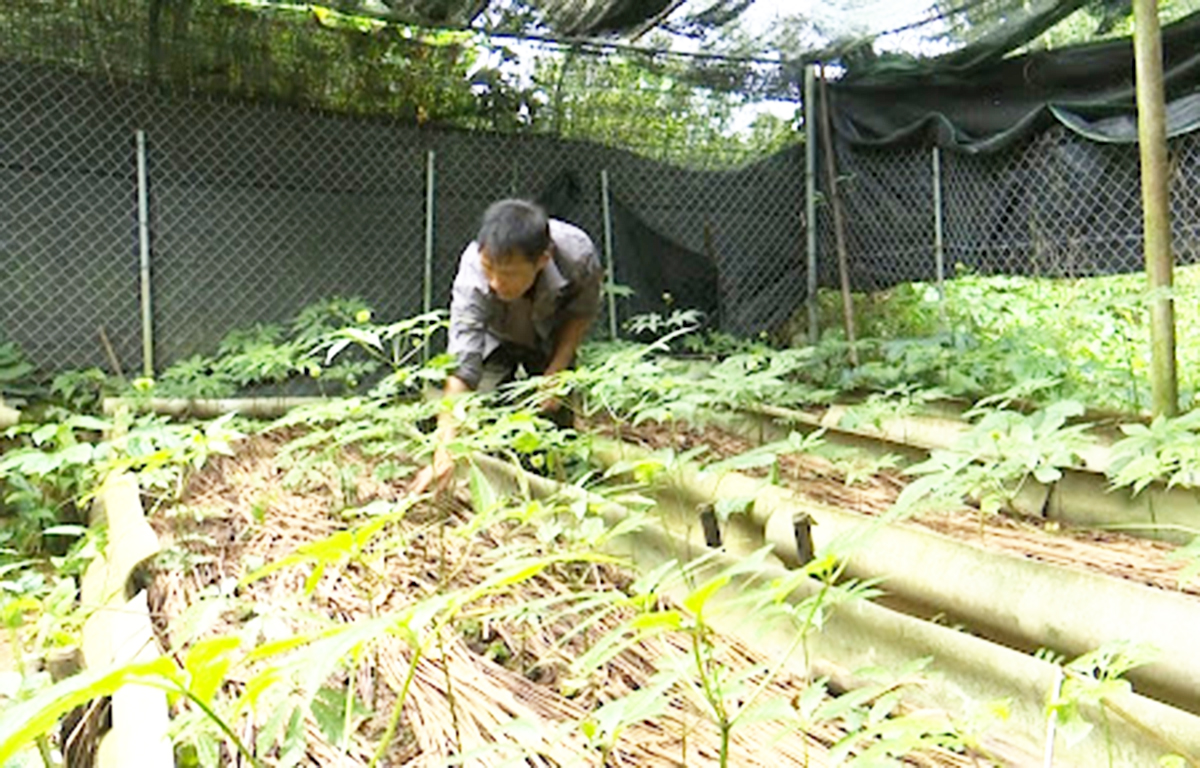 Nhiều mô hình sản xuất mới đang nâng cao thu nhập cho người dân Lai Châu.