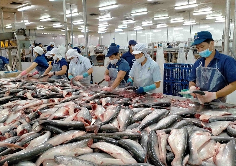 Xuất khẩu cá tra tự tin vượt 2 tỷ USD năm 2025, Mỹ và EU tiếp tục là thị trường trụ cột