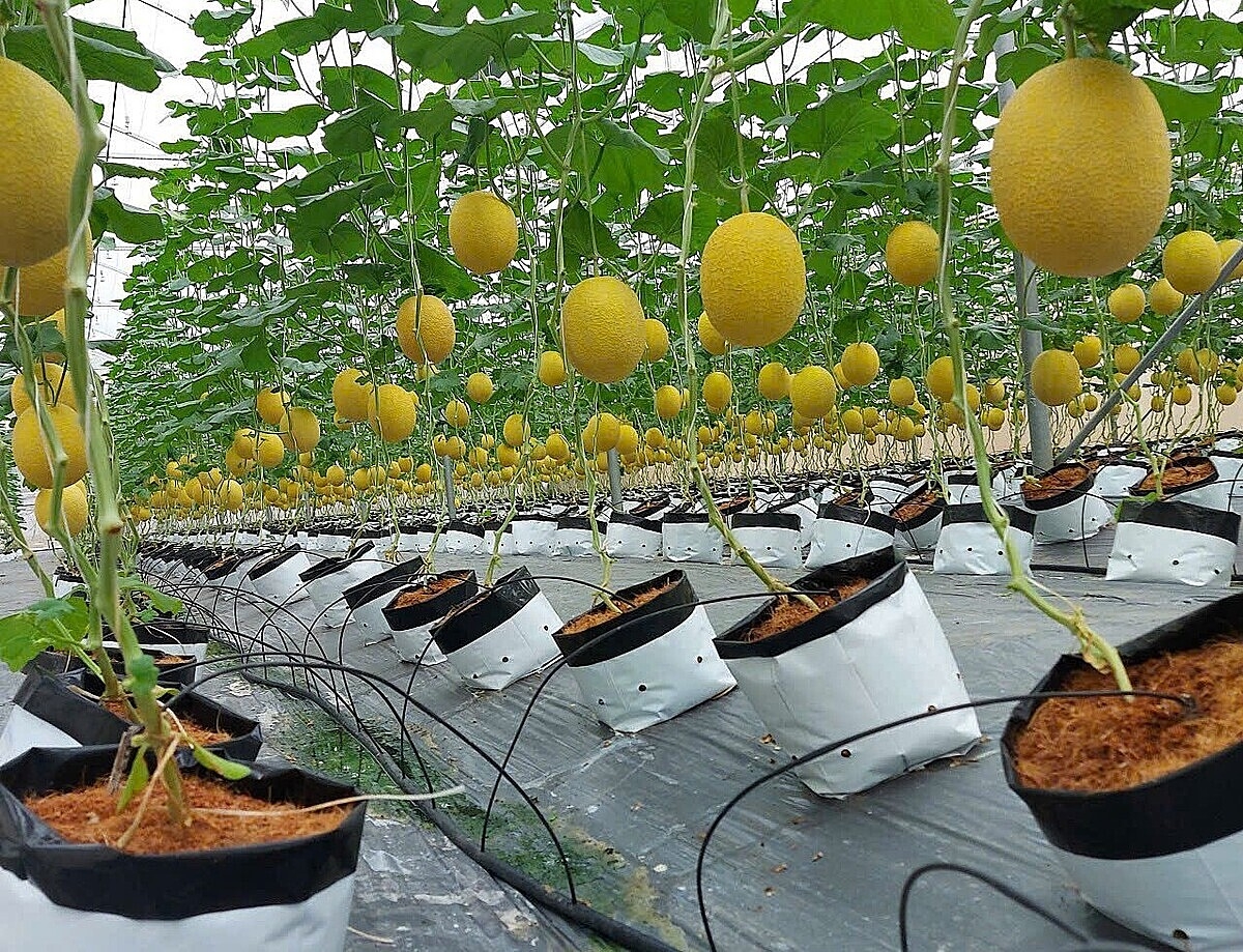 Sản phẩm Dưa Kim Hoàng Hậu của HTX Sông Giá đạt tiêu chuẩn OCOP 4 sao từ năm 2022.