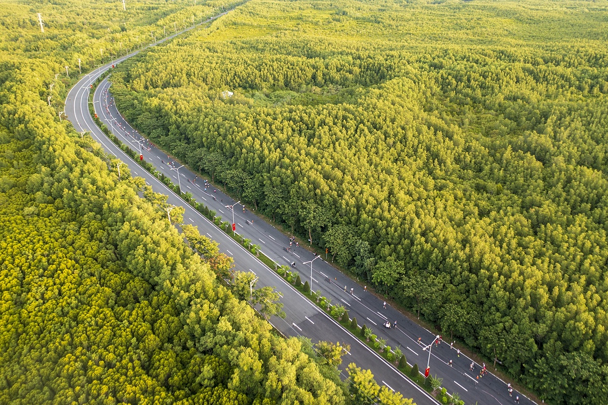 Cung đường marathon uốn lượn giữa rừng ngập mặn xanh mát bất tận.