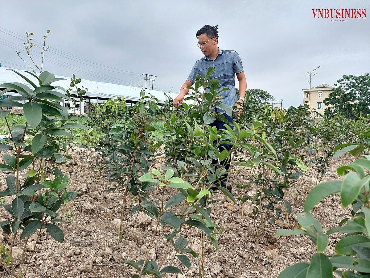 HTX cải tạo ruộng bỏ hoang để trồng cây mộc hương trà.