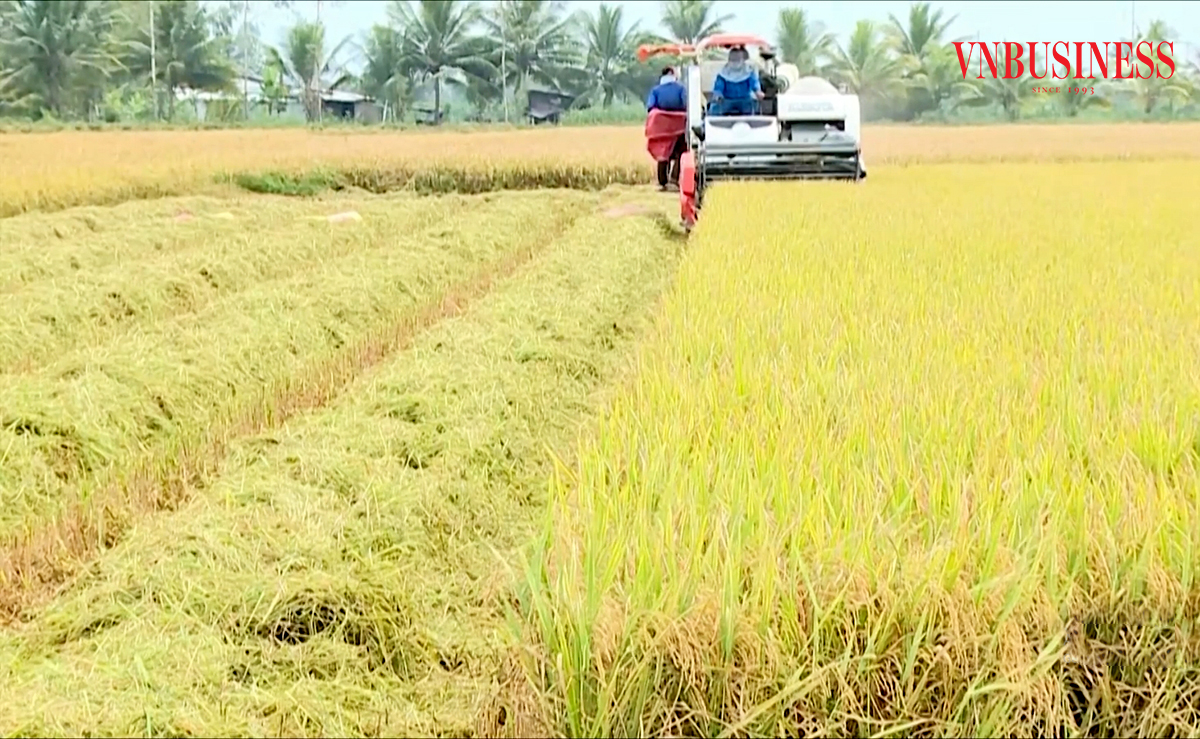 Nông nghiệp là nền tảng xây dựng nông thôn mới ở Vĩnh Long.