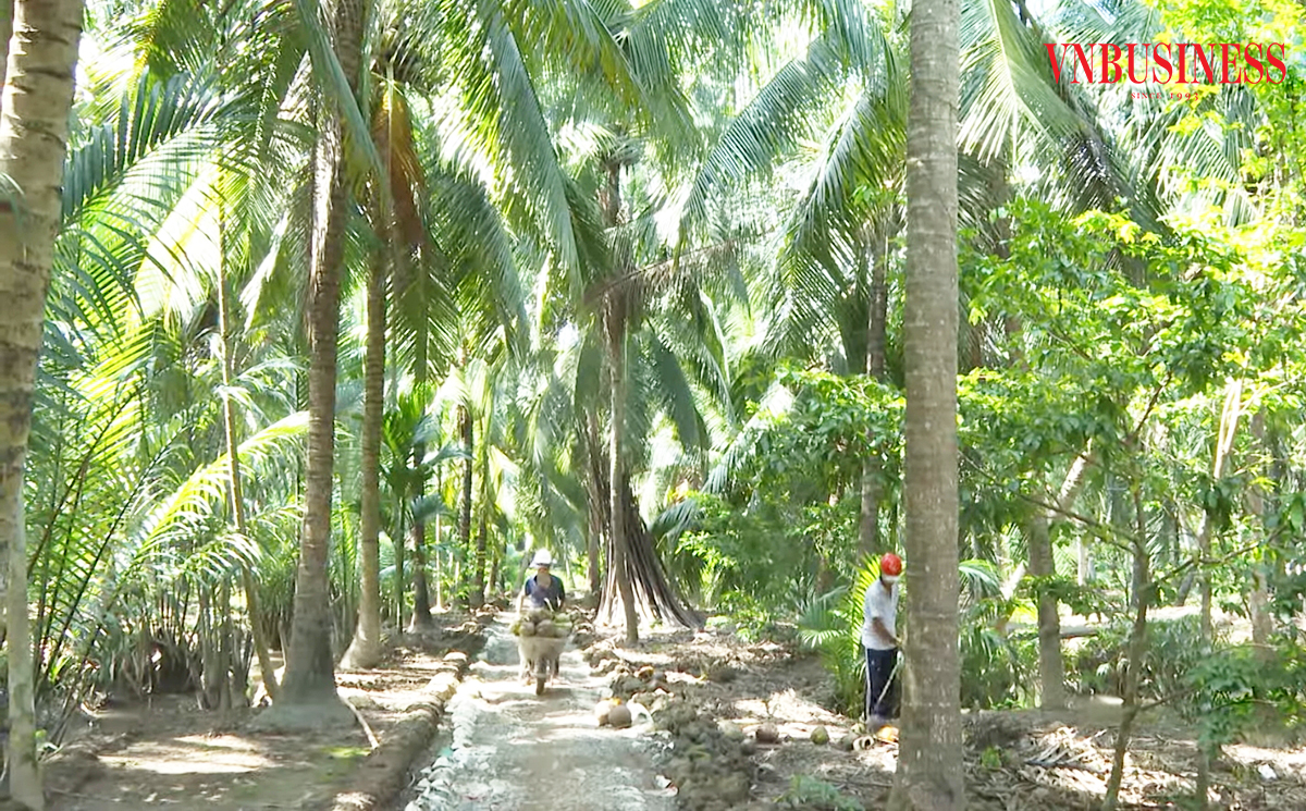 Liên kết sản xuất giúp nông dân, HTX ở Vĩnh Long nâng cao giá trị kinh tế.