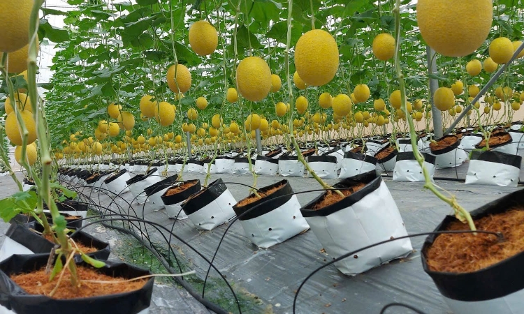 Chuyện về những HTX nông nghiệp xanh, bền vững góp sức đưa Hải Phòng về đích nông thôn mới