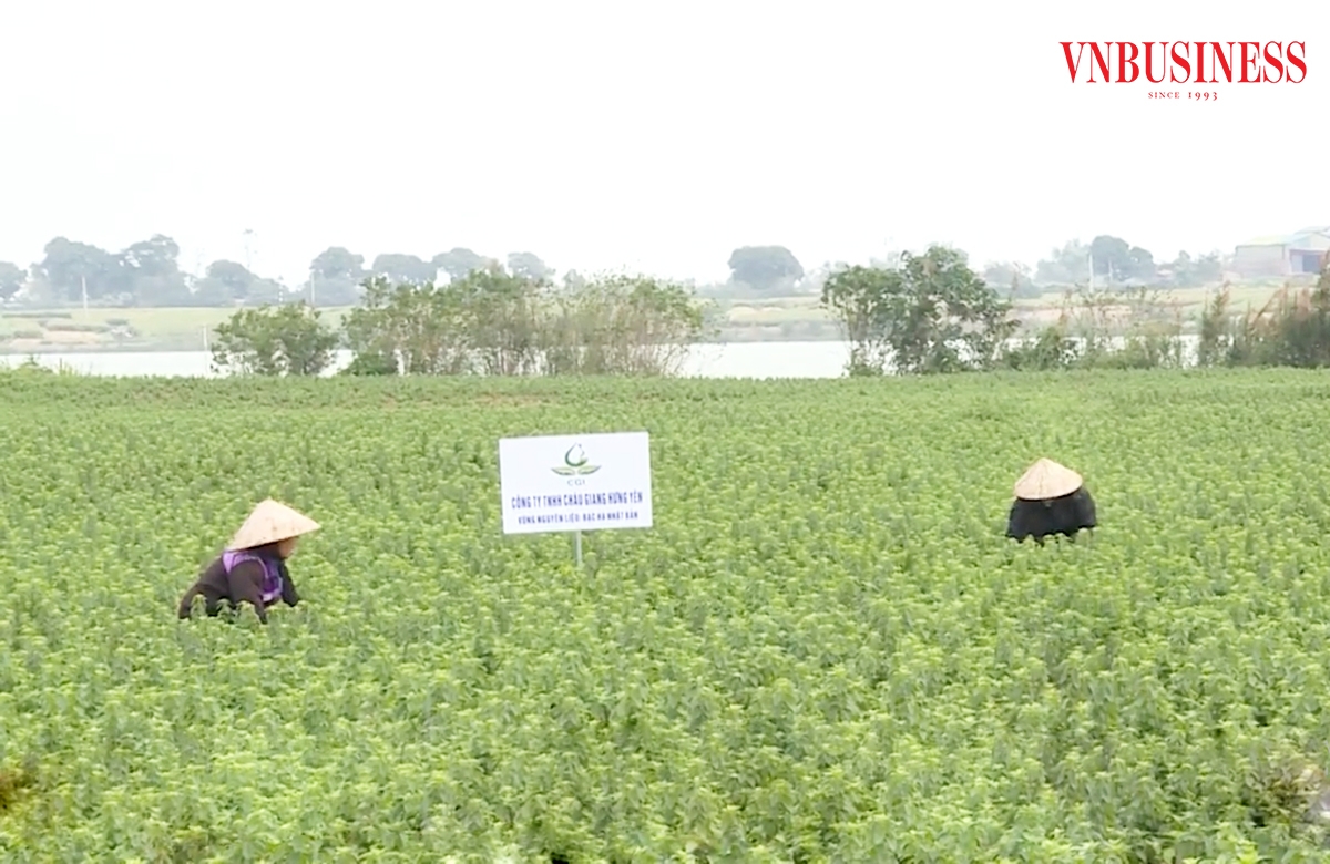 Liên kết là chìa khóa thành công của nông dân, HTX ở Hưng Yên.