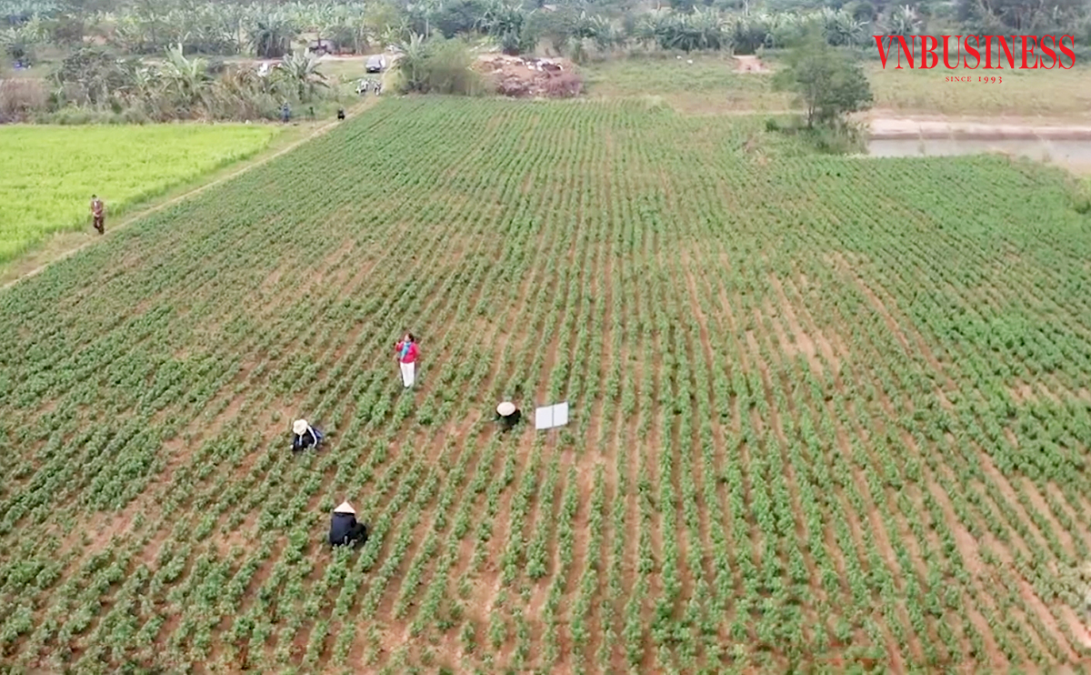 Những cánh đồng lớn hiệu quả cao là điểm tựa cho nông thôn mới ở Hưng Yên.