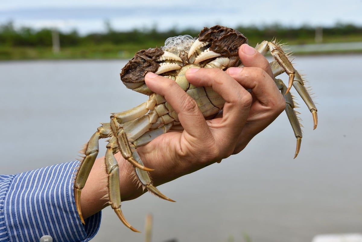 Cua cà ra được nuôi theo mùa. Một năm, Cua cà ra được nuôi và thu – bán 1 lần trong năm, từ tháng 9 – tháng 12. Hiện giá thu mua cà ra tại các hộ dân từ 360.000đ/kg đến 420.000đ/kg tùy kích cỡ.