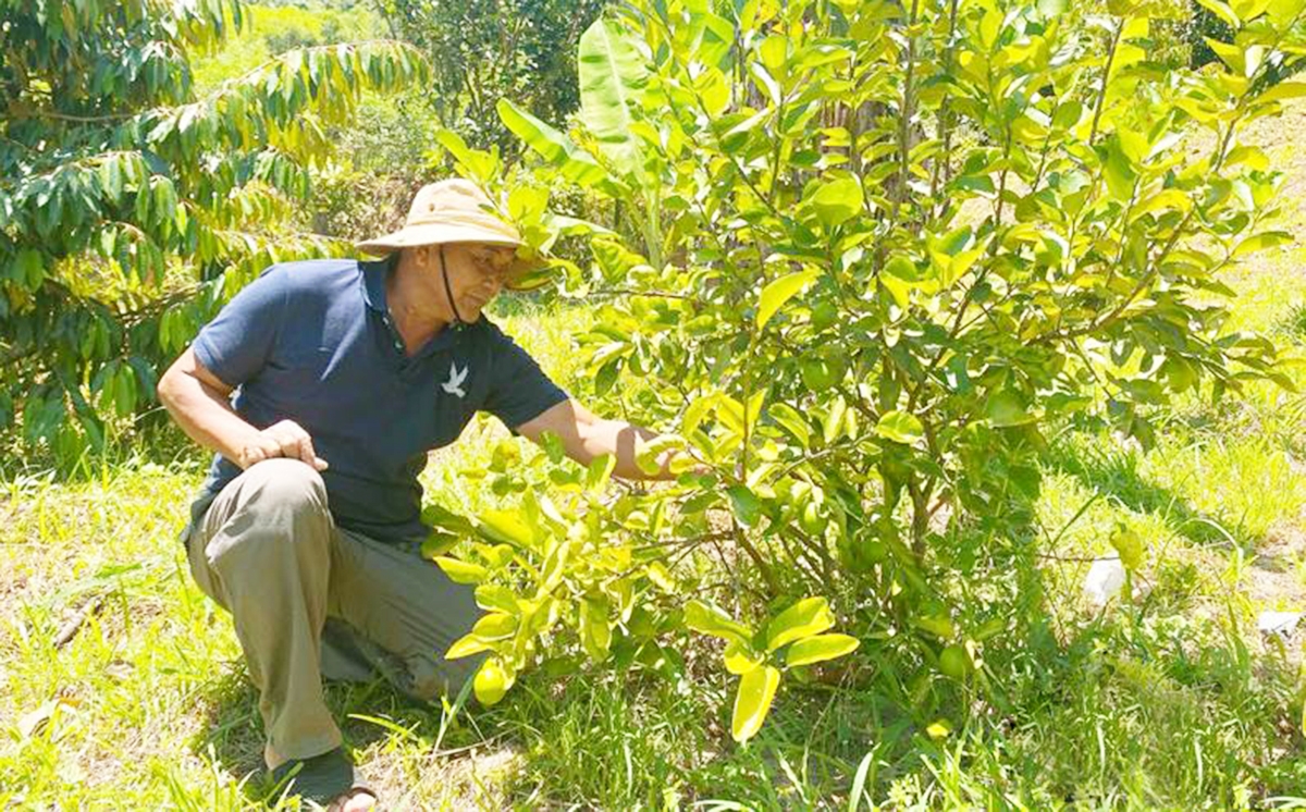 Sản xuất thông minh hơn, chú trọng liên kết, là chìa khóa làm giàu của nông dân, HTX ở Quảng Ngãi.