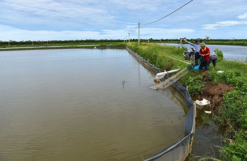 Mô hình nuôi cua cà rá của Công ty CP Quốc tế Minh Phú tại tỉnh Hưng Yên.