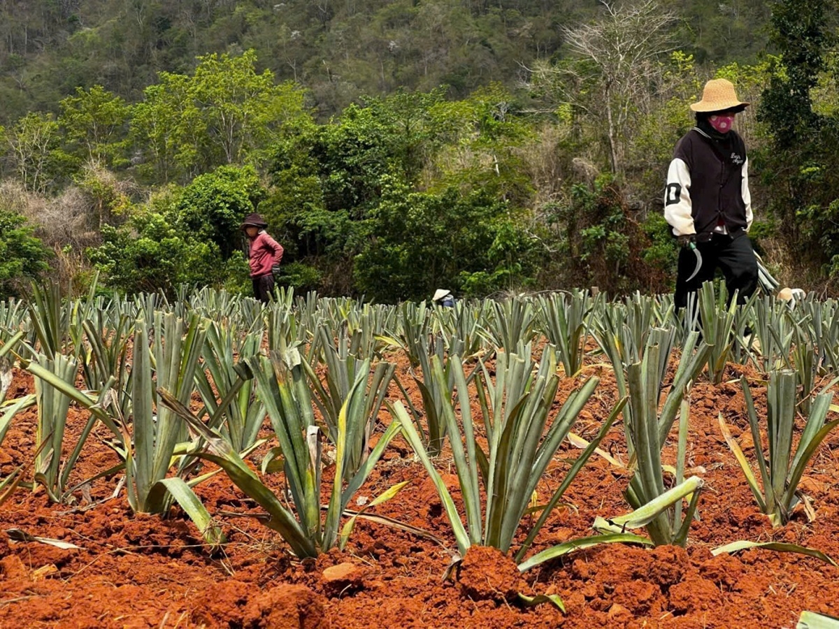 Sản phẩm của HTX đã góp phần đưa nông sản Khánh Hòa vươn xa nhằm khẳng định vị thế của khu vực kinh tế tập thể với NTM.