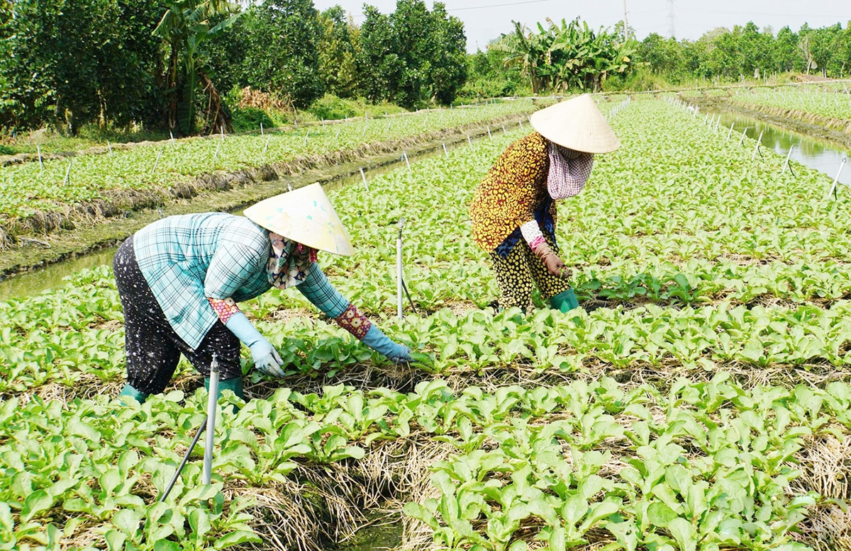 Liên kết là chìa khóa giúp nông dân, HTX ở Tân Phú Trung giàu lên &lpar;Ảnh: BĐT&rpar;.