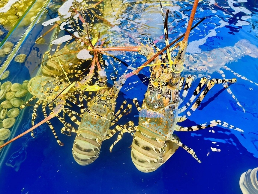 8 tháng đầu năm 2025, kim ngạch xuất khẩu thủy sản đạt 7,34 tỷ USD, tăng 16,7% so với cùng kỳ, trong số đó tôm vẫn là sản phẩm chủ lực.