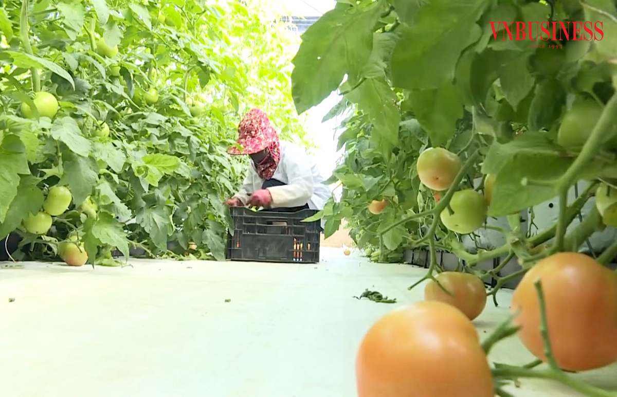 Nông nghiệp công nghệ cao là chìa khóa chinh phục thị trường, xây dựng kinh tế nông thôn ở Lâm Đồng.