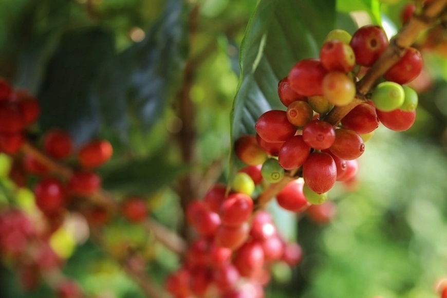 Già cà phê tăng ở các vùng trồng trọng điểm.