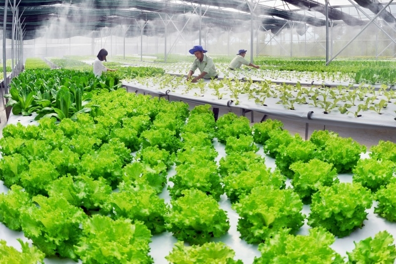 Hà Nội là một trong những địa phương có diện tích sản xuất rau rất lớn với trên 33.000 ha, sản lượng 1 năm khoảng 735.000 tấn, đáp ứng được 60% nhu cầu người tiêu dùng.