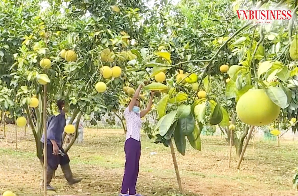 Sản phẩm thế mạnh là một điểm tựa xây dựng nông thôn mới ở Phú Thọ.