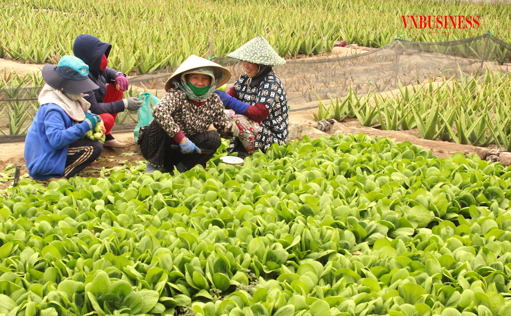 Bao giờ nông dân được công nhận là ‘chuyên nghiệp’ để tiếp cận nguồn lực riêng?