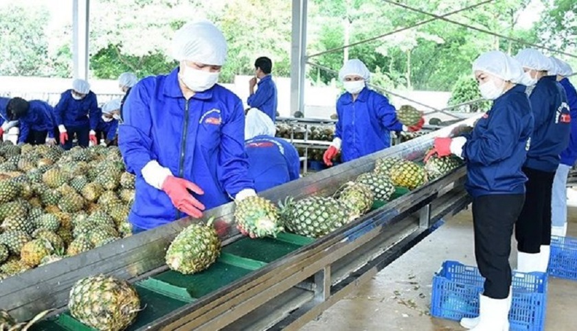 Theo các chuyên gia, phát triển ngành công nghiệp đồ uống từ nông sản, trái cây chính là động lực để giải bài toán chế biến nông sản tươi.