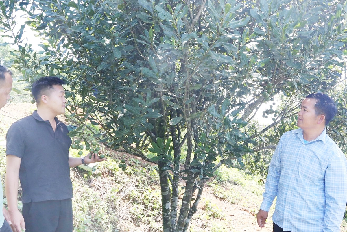 Các HTX đang trở thành đòn bẩy phát triển nông nghiệp theo chuỗi giá trị ở Sơn La.