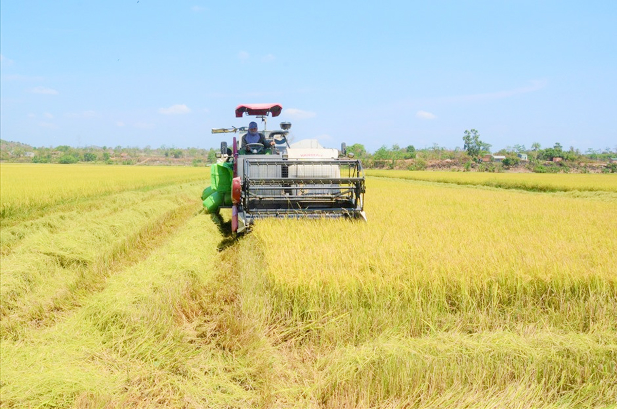 Liên kết sản xuất theo chuỗi giá trị góp phần làm giàu cho nông dân, HTX ở Gia Lai.