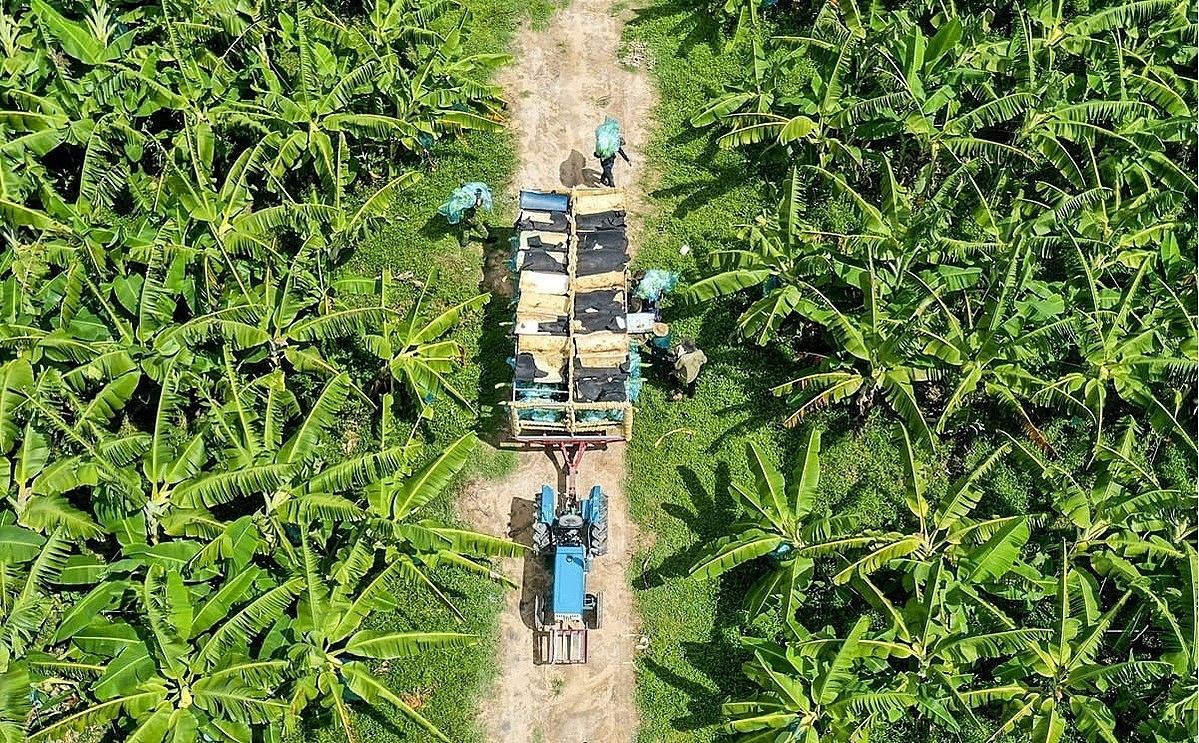 Có diện tích lớn, người dân, HTX và doanh nghiệp mới yên tâm sản xuất.