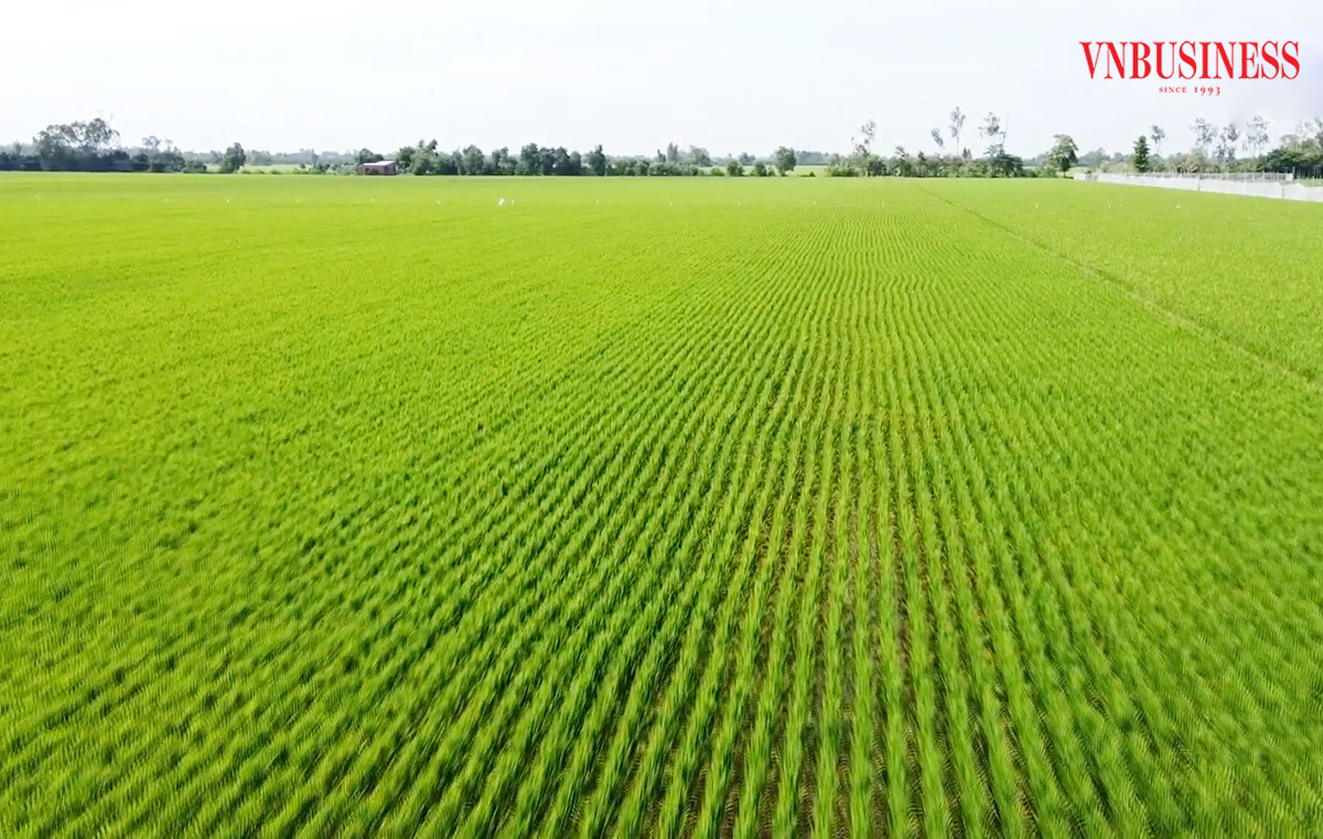 Những cánh đồng lớn là nền tảng giúp HTX, nông dân Đồng Tháp đóng góp xây dựng nông thôn mới.