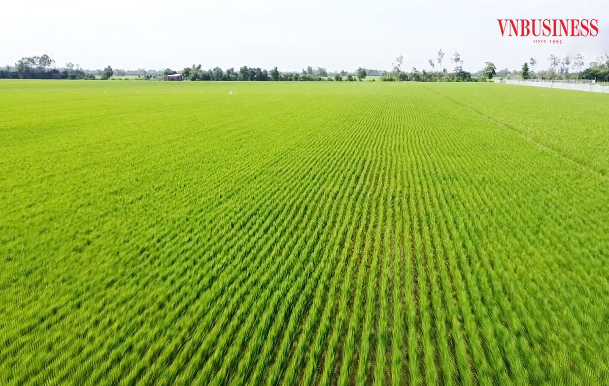 Những cánh đồng lớn là nền tảng giúp HTX, nông dân Đồng Tháp đóng góp xây dựng nông thôn mới.