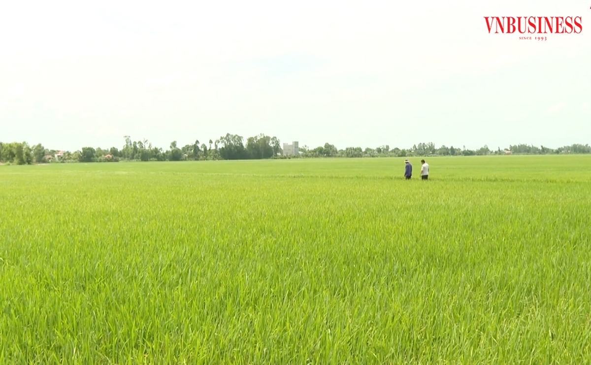 Chuyển đổi sản xuất theo hướng thông minh giúp nông dân, HTX nâng cao hiệu quả.