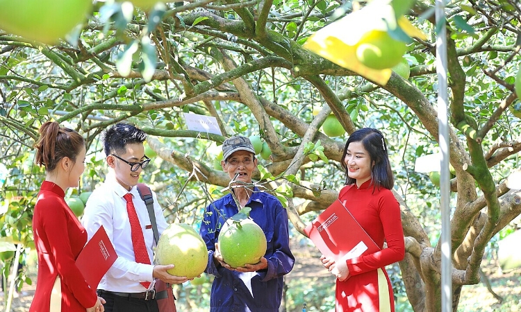 Nghị định 253: Quỹ hỗ trợ phát triển HTX có ‘luật chơi’ mới, thủ tục 3 ngày là xong