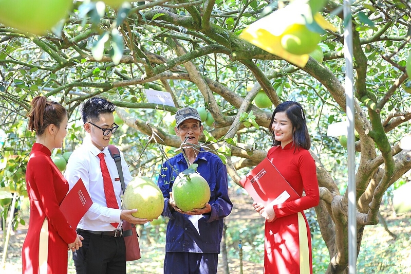 Nghị định 253: Quỹ hỗ trợ phát triển HTX có ‘luật chơi’ mới, thủ tục 3 ngày là xong