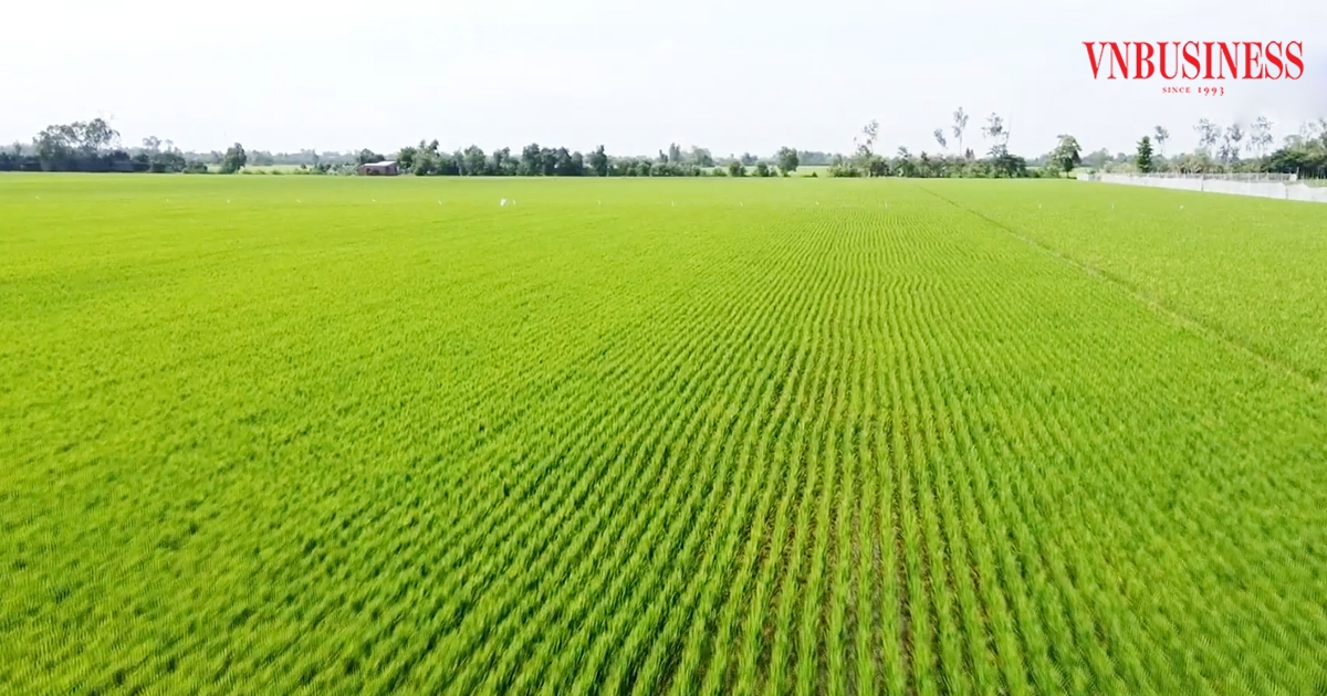 Từ ‘cọng rơm bạc triệu’ đến bước đột phá trong sản xuất, xây dựng nông ...
