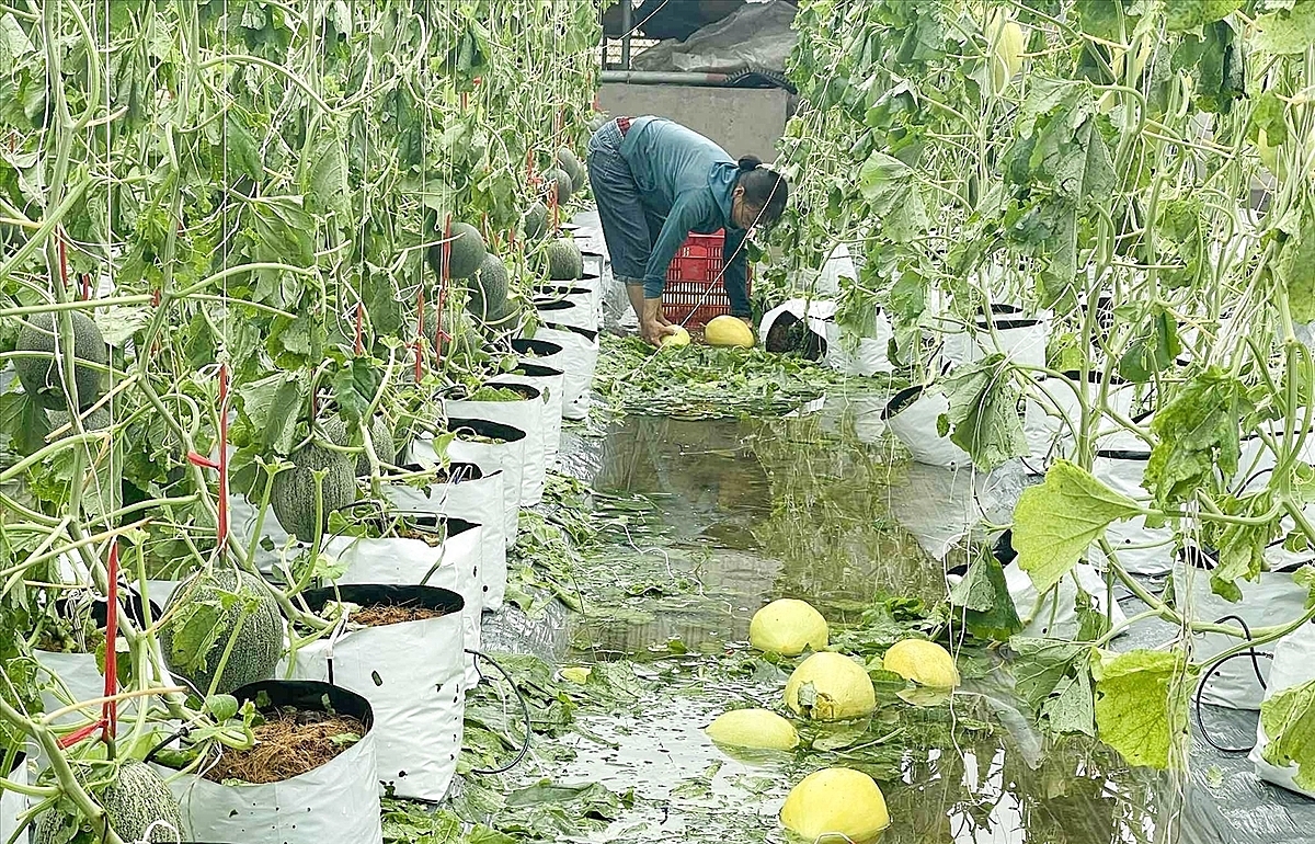 Mô hình nhà màng, nhà lưới dễ bị ảnh hưởng bởi bão lũ.