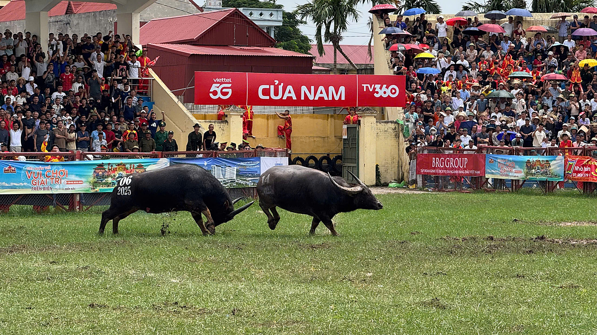 râu 06 đã chiến thắng và trở thành trâu vô địch mùa lễ hội năm 2025.