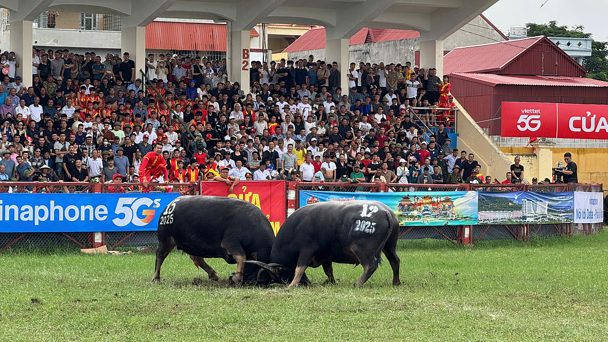 Trâu số 12 bỏ chạy sau cú rượt của trâu 15 khiến khán giả tiếc nuối.