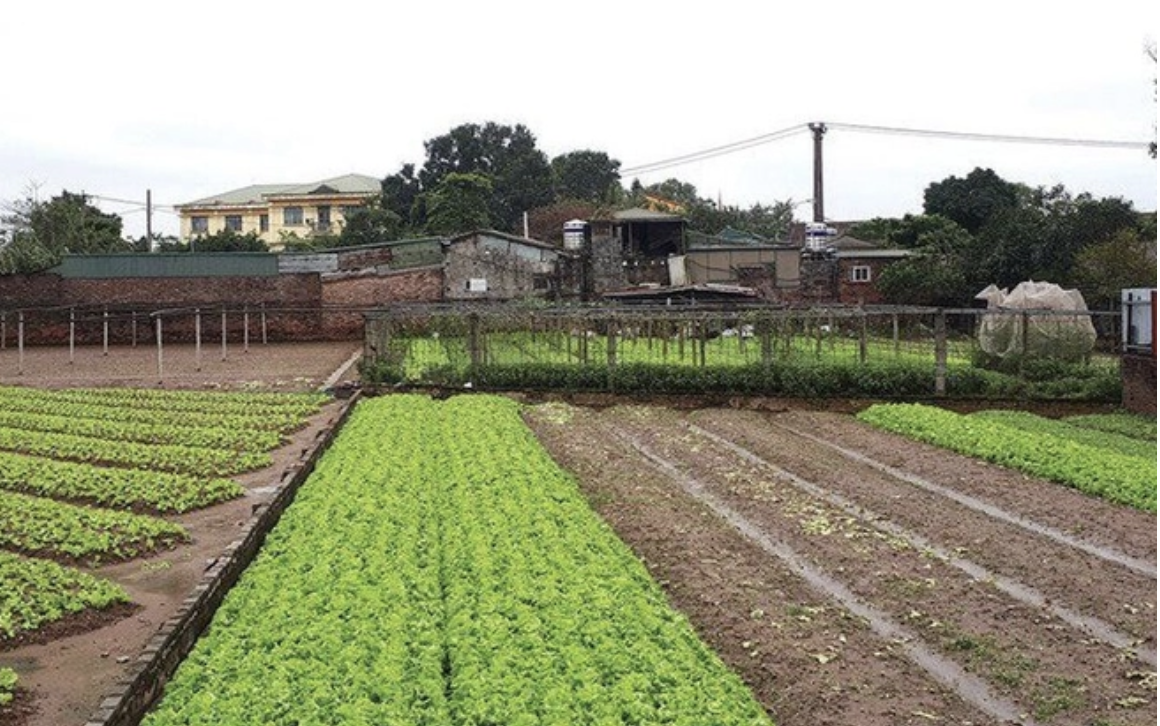 Hộ gia đình hoặc cá nhân sẽ chỉ cần nộp từ 30 - 50% chênh lệch giữa giá đất ở và đất nông nghiệp, theo dự thảo mới.