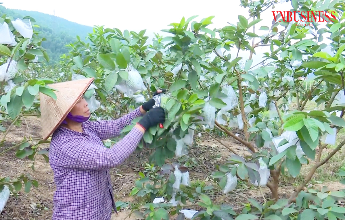 Ổi Hoành Bồ là nông sản nổi tiếng được gắn sao OCOP của tỉnh Quảng Ninh.