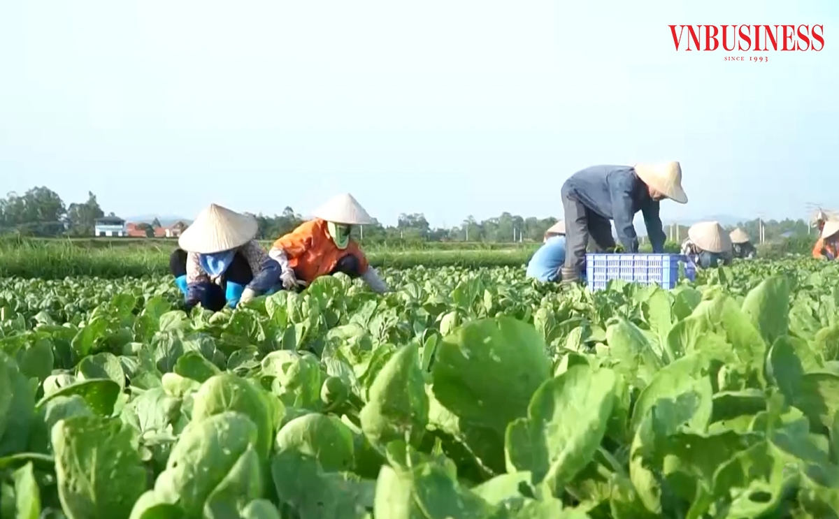 Chuyển biến trong nông nghiệp là nền tảng xây dựng nông thôn mới ở Quảng Ninh.