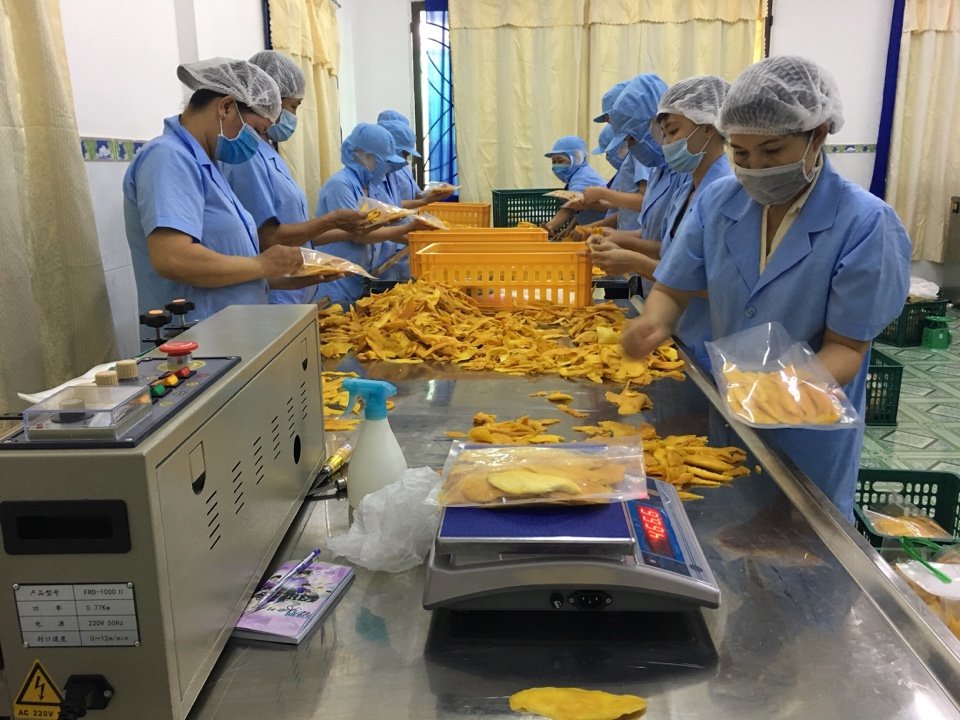 Vùng nguyên liệu đạt chuẩn tạo điều kiện thuận lợi cho chế biến sâu.