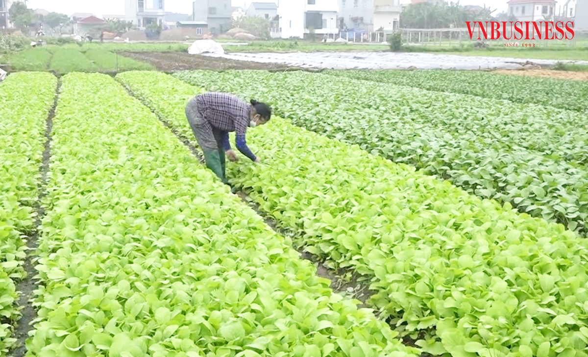 Liên kết sản xuất là chìa khóa nâng cao giá trị sản xuất của HTX, nông dân Hoàng Cương.