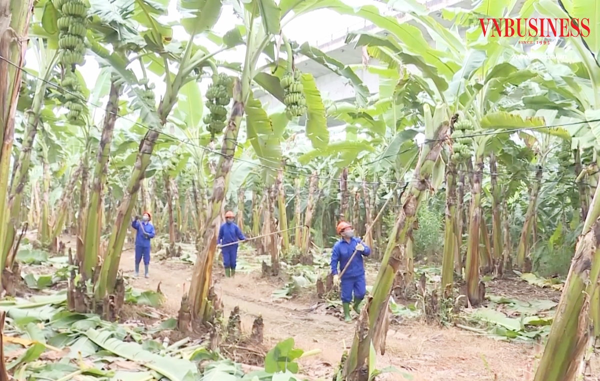 Những mặt hàng thế mạnh như rau an toàn, chuối hữu cơ của nông dân, HTX đóng góp quan trọng vào mục tiêu xây dựng nông thôn mới.