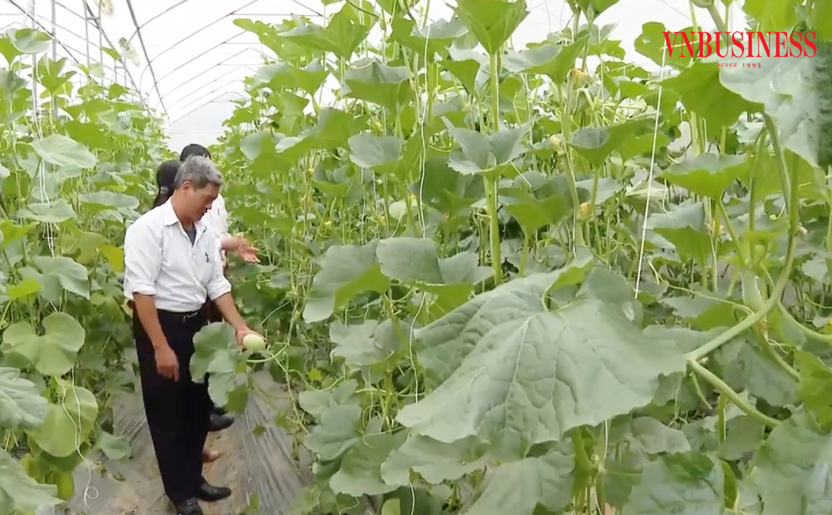 Nông nghiệp công nghệ cao đem lại giá trị vượt trội cho nông dân, HTX ở Ninh Bình.