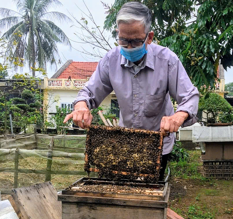 Ông Phạm Văn Thụy -người đã có hơn 40 năm kinh nghiệm nuôi ong nội, là một trong những thành viên tiêu biểu của HTX.