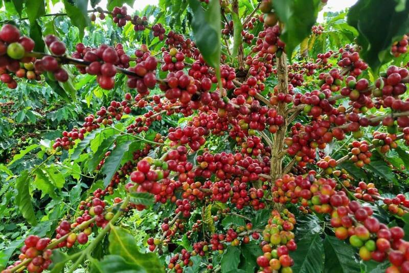 Giá cà phê giữ ổn định ở các vùng trồng.