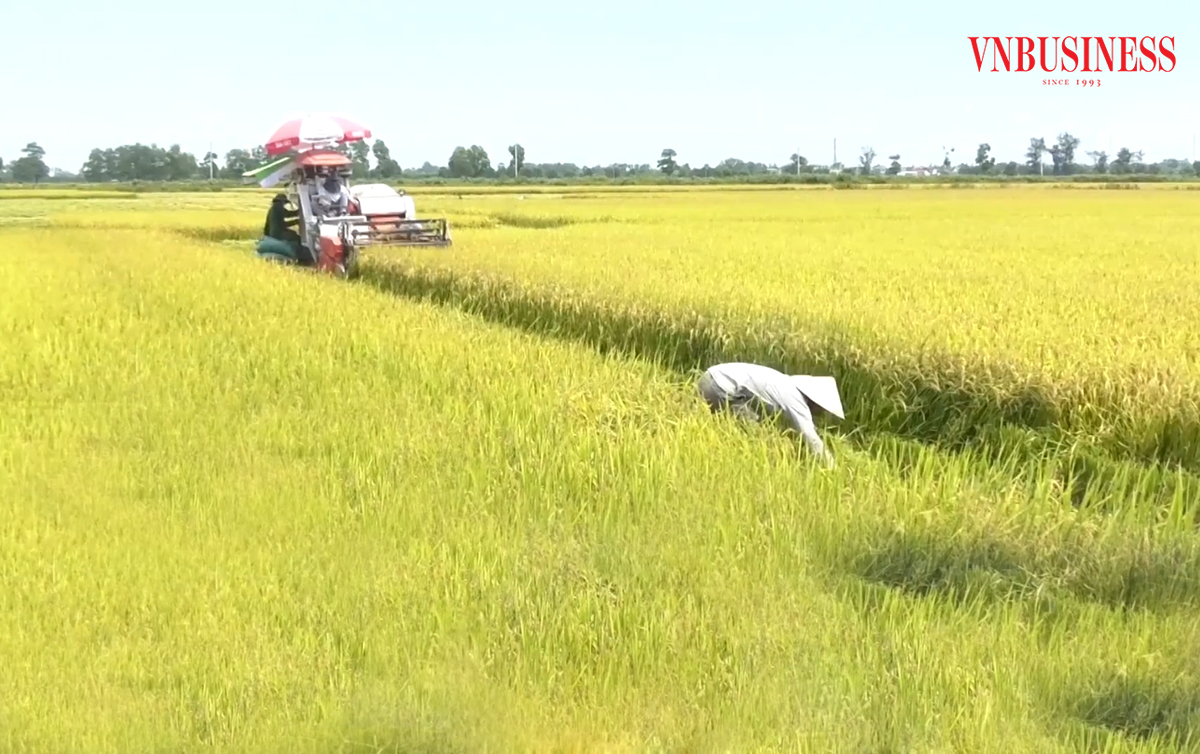 Sản xuất lúa theo hướng hữu cơ, ứng dụng khoa học kỹ thuật giúp nông dân, HTX ở Quảng Trị nâng cao hiệu quả.