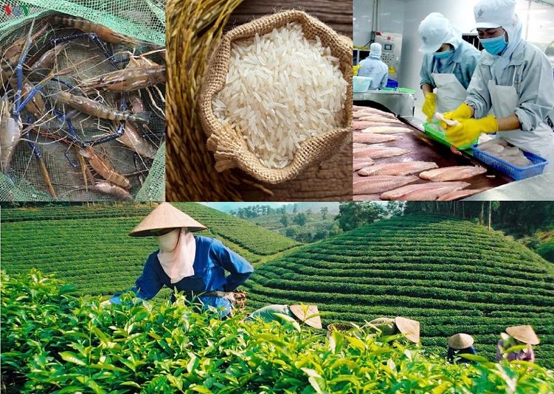 Tổng kim ngạch xuất khẩu nông sản 9 tháng của năm 2025 đạt 52,31 tỷ USD, tăng 14% so với cùng kỳ năm trước.