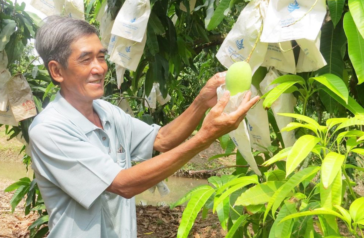 Các loại cây trồng kinh tế cao giúp nâng cao thu nhập cho nông dân, HTX ở An Giang.