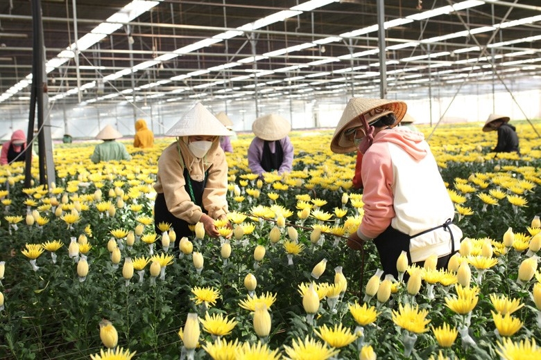 Kinh tế tập thể, HTX đang góp phần đưa tỷ lệ thất nghiệp của Việt Nam ở mức thấp.